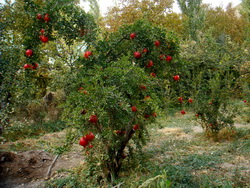 باغات انار اطراف حبله رود