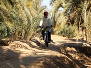 دوچرخه سواری در باغات نخل 