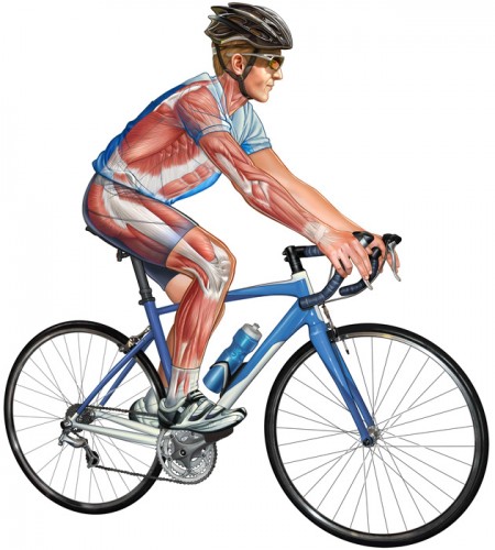 Cyclist_body