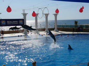  dolphin show