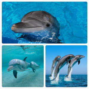 alanya dolphin show