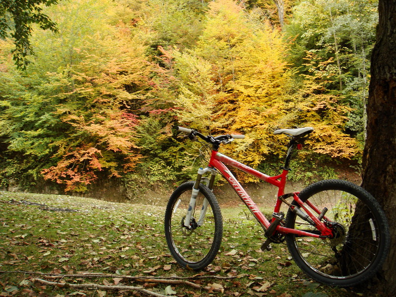دوچرخه کوهستان در جنگل